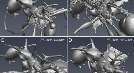 Viserion y Drogon, de dragones en ‘Juego de Tronos’ a hormigas en Fiyi y Nueva Guinea